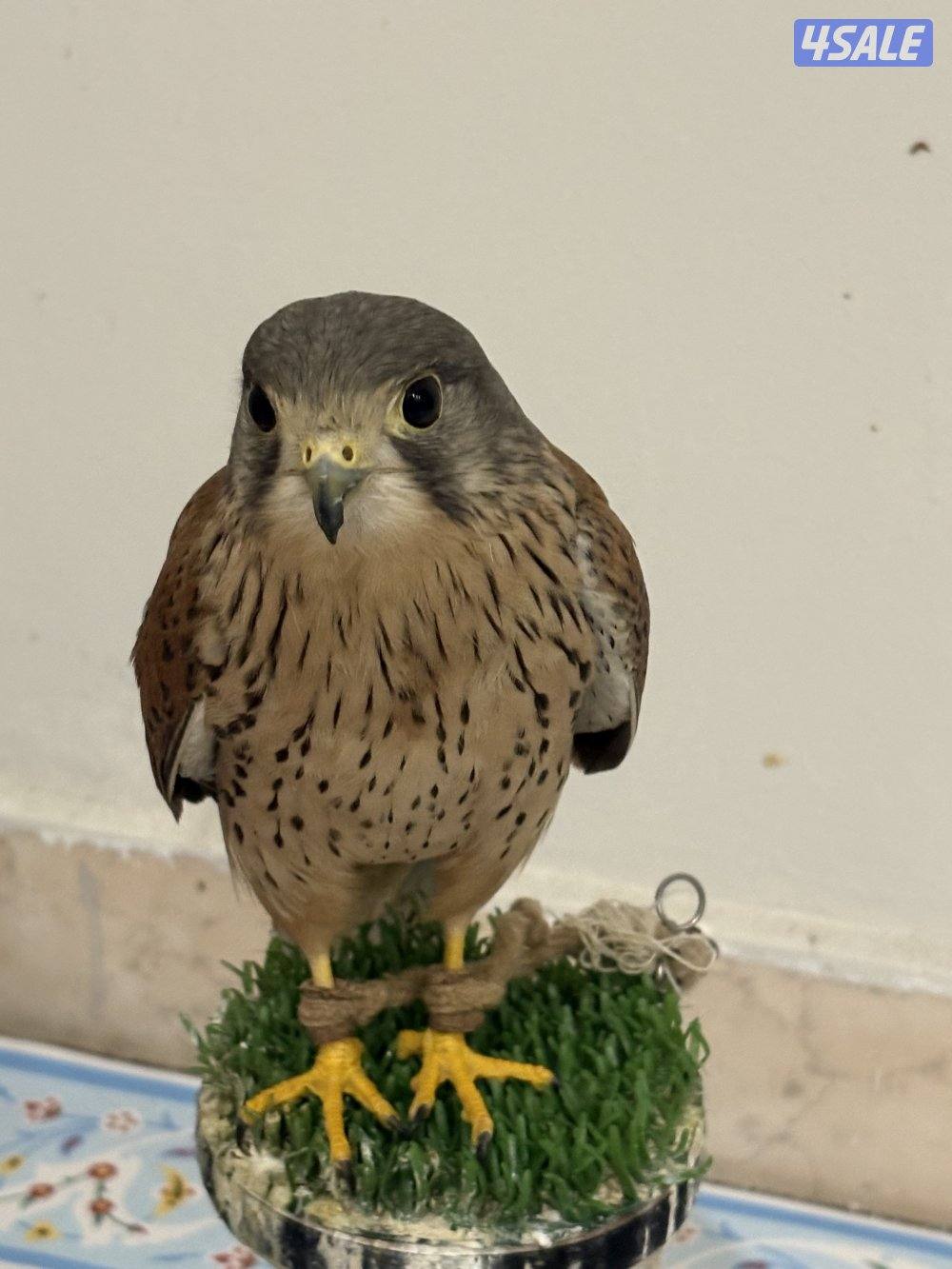 للبيع طير مدرب للاطفال صحته زينه للتواصل واتساب تسعه تسعه اربعه تسعه ت1