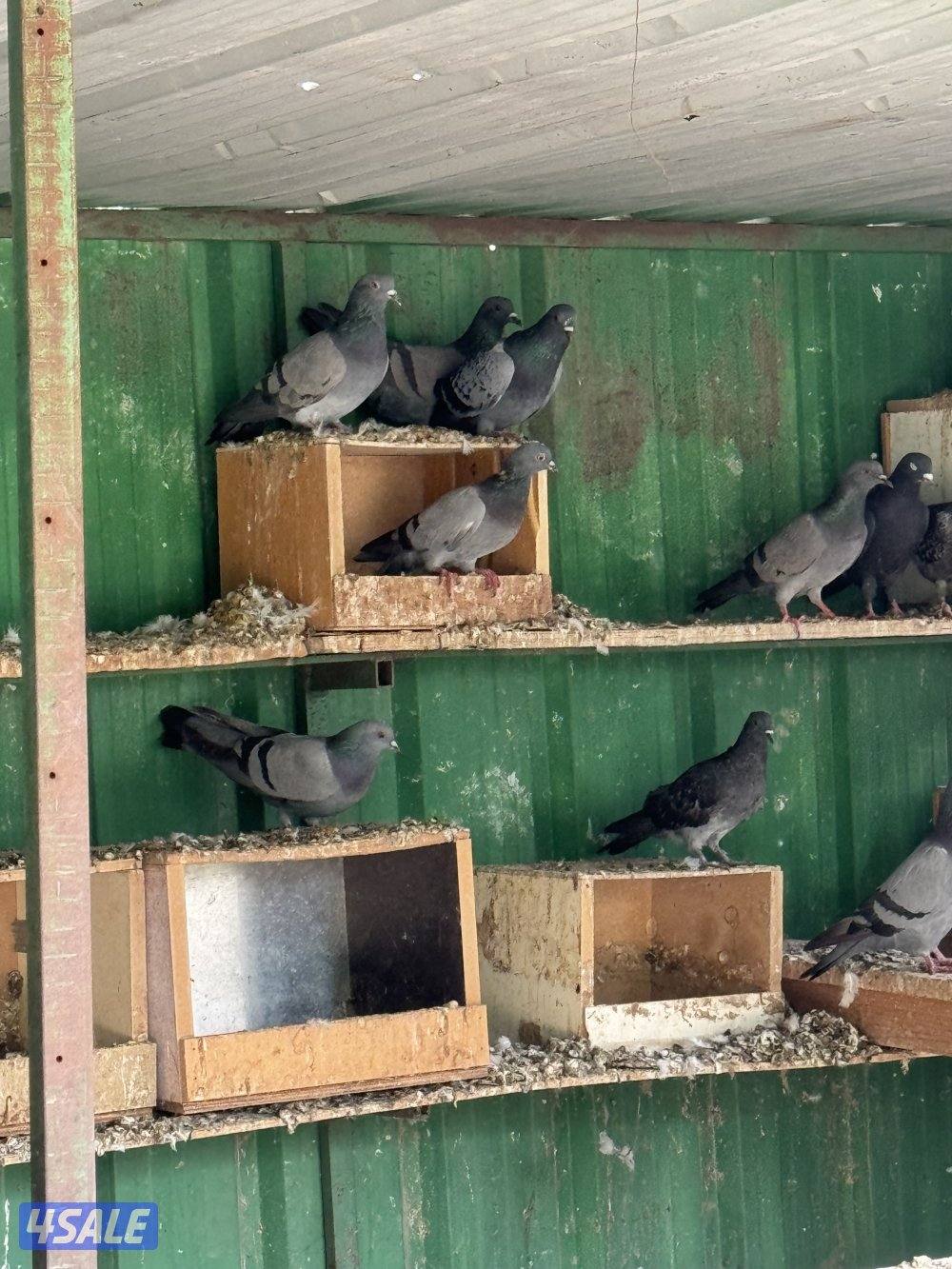 للبيع حمام دحل 261