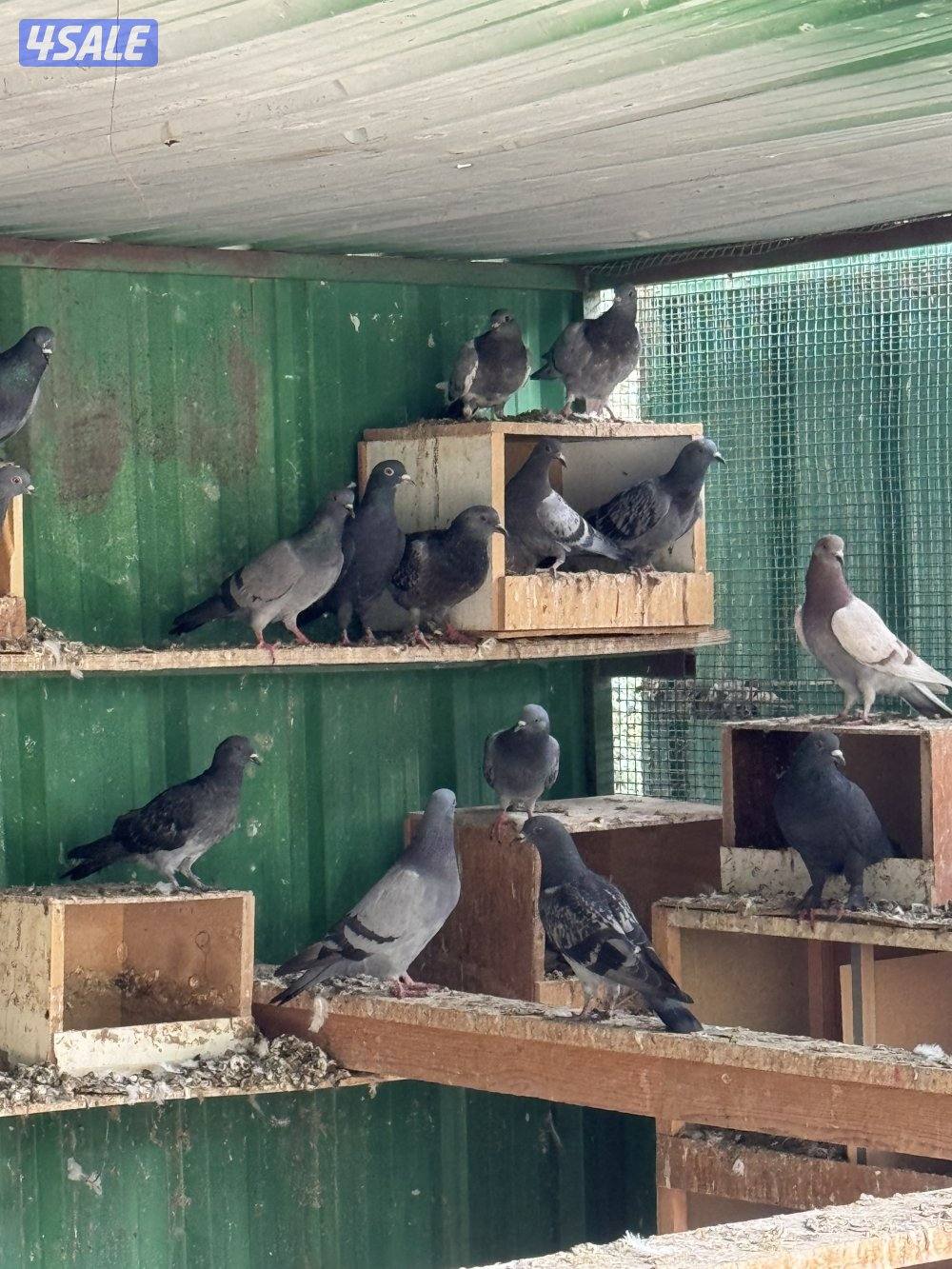 للبيع حمام دحل 262