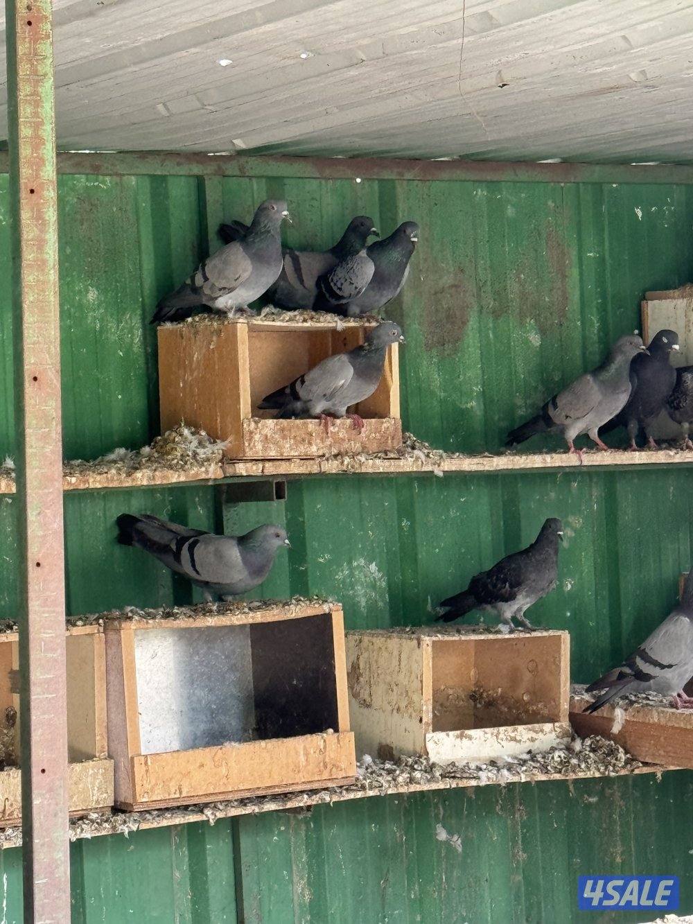 للبيع حمام دحل 263