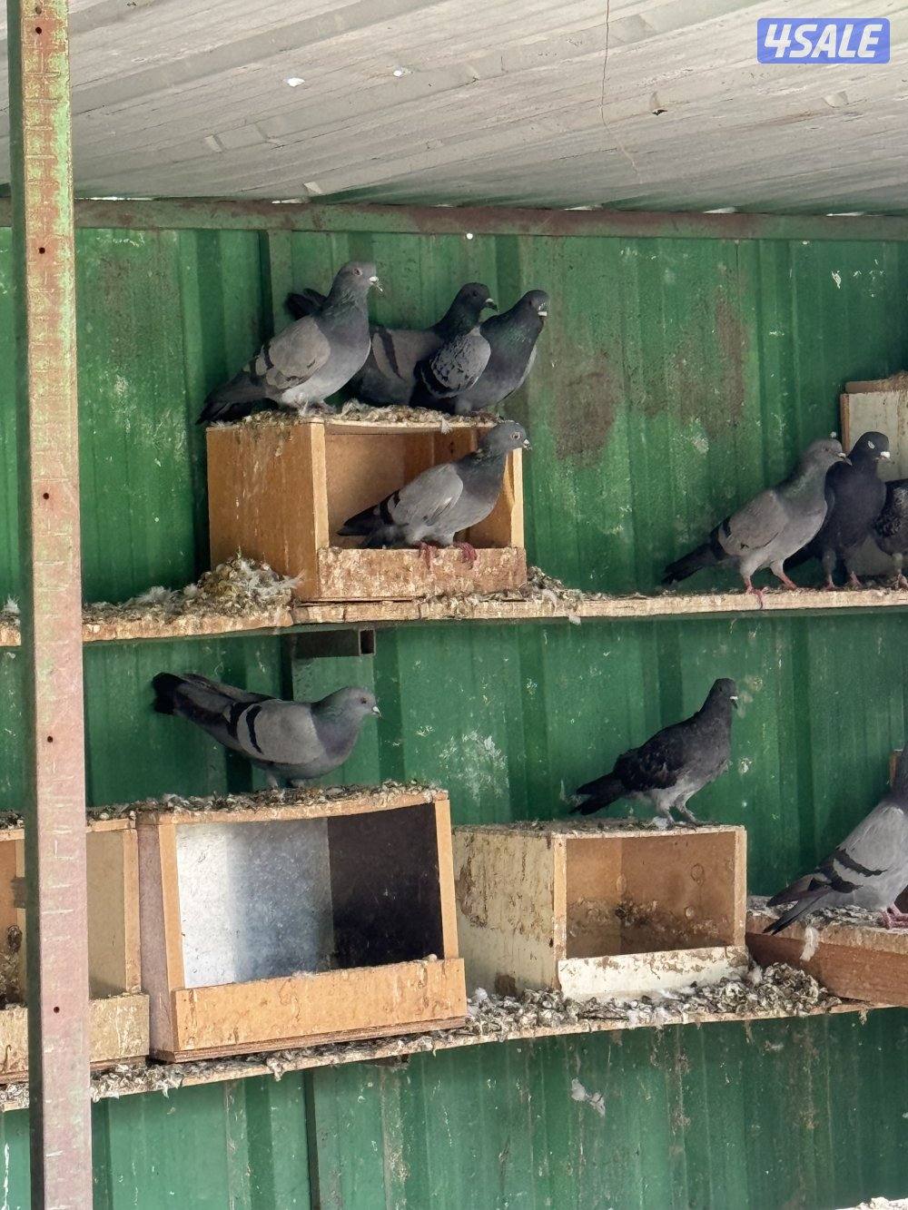 للبيع حمام دحل 264