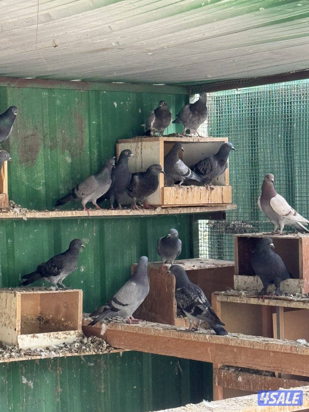 للبيع حمام دحل 265