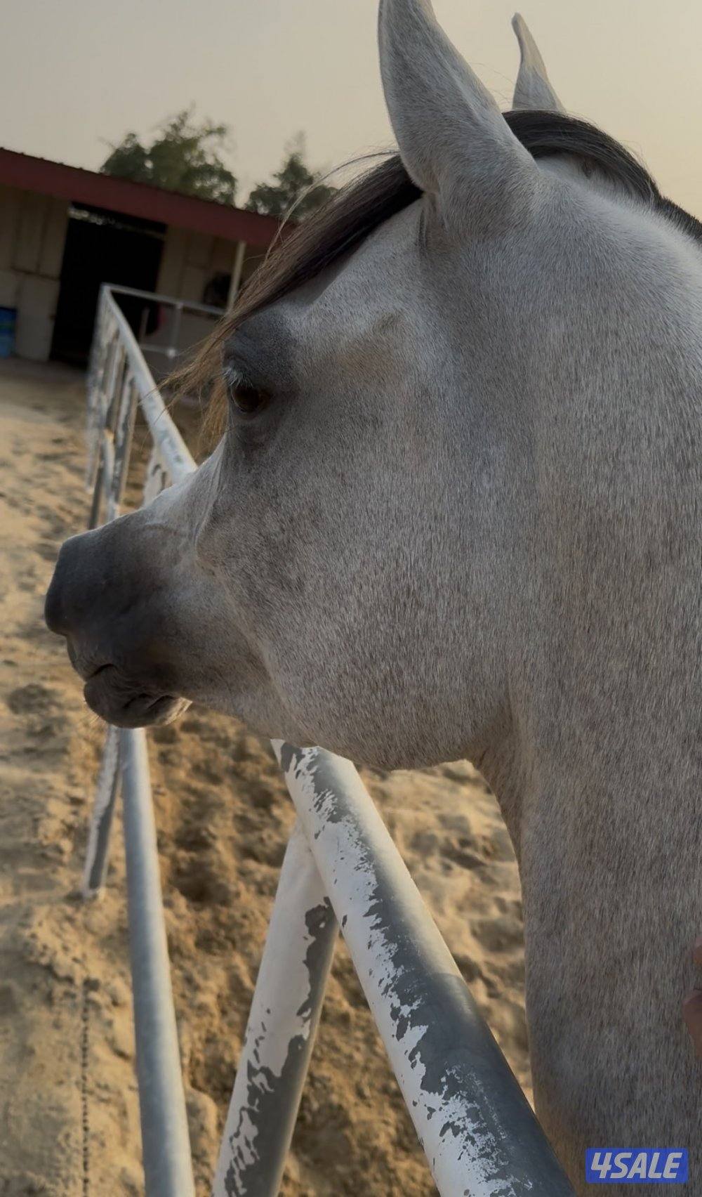 فرس واهو بنت البطل دي هاجس مواليد ٢٠٢٠ فرس تمتلك حركه وكاريزما عاليه0