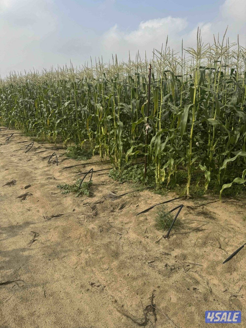 للبيع اغصان ذره اعلاف  المكان مزارع الوفره الكميه محدوده0