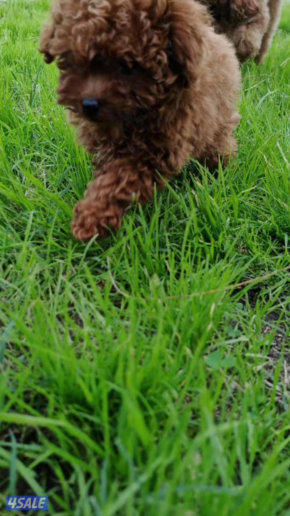 توي بودل نثيه0