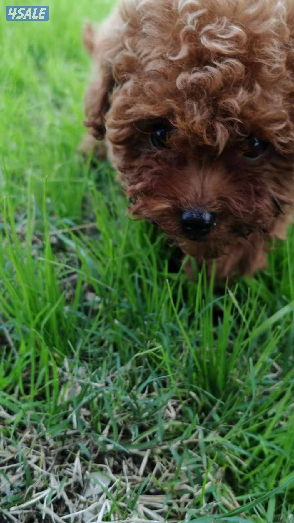 توي بودل نثيه1