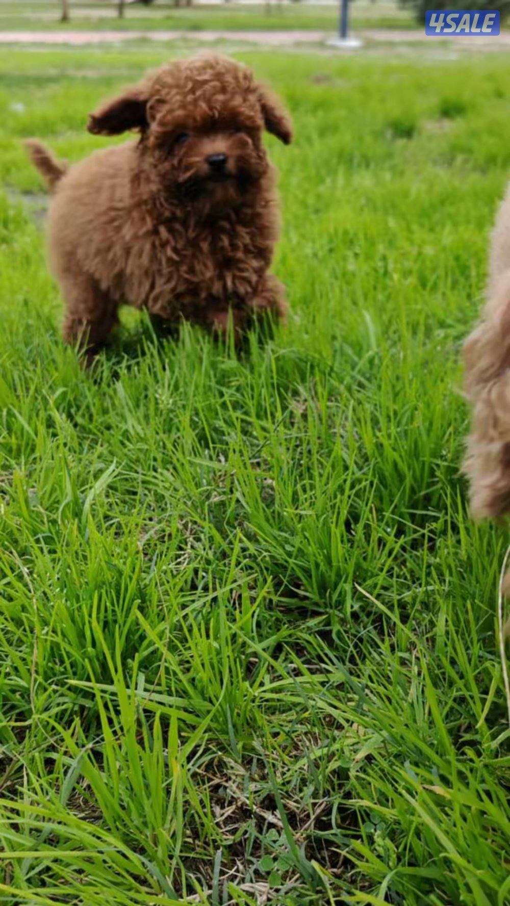 توي بودل نثيه2