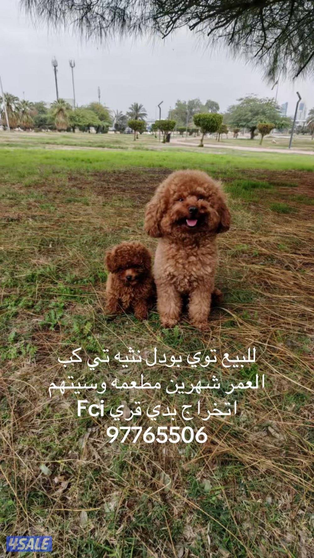 توي بودل نثيه4