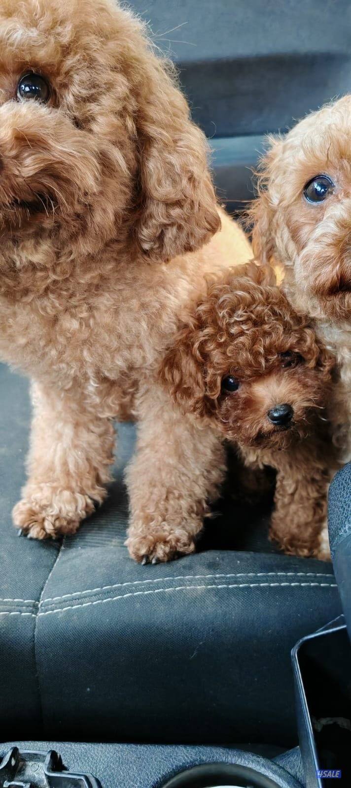 توي بودل نثيه5