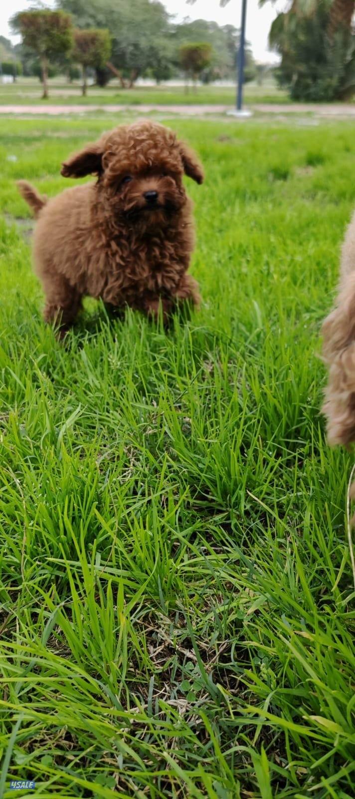 توي بودل نثيه6