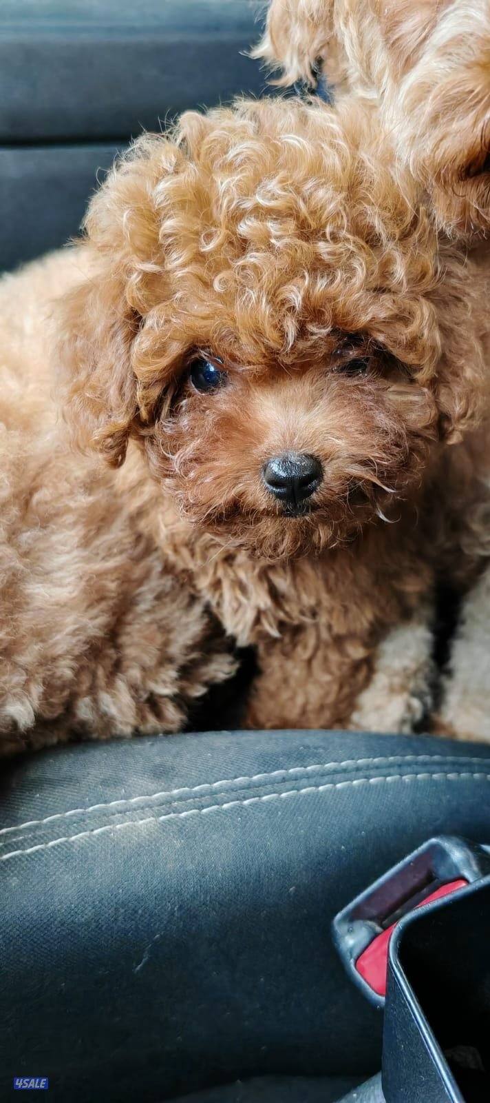 توي بودل نثيه7