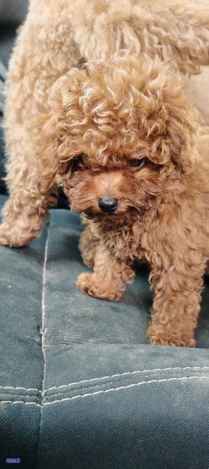 توي بودل نثيه8