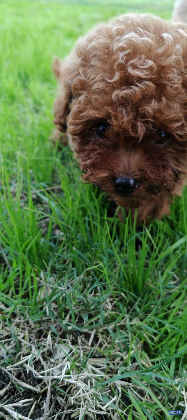 توي بودل نثيه9