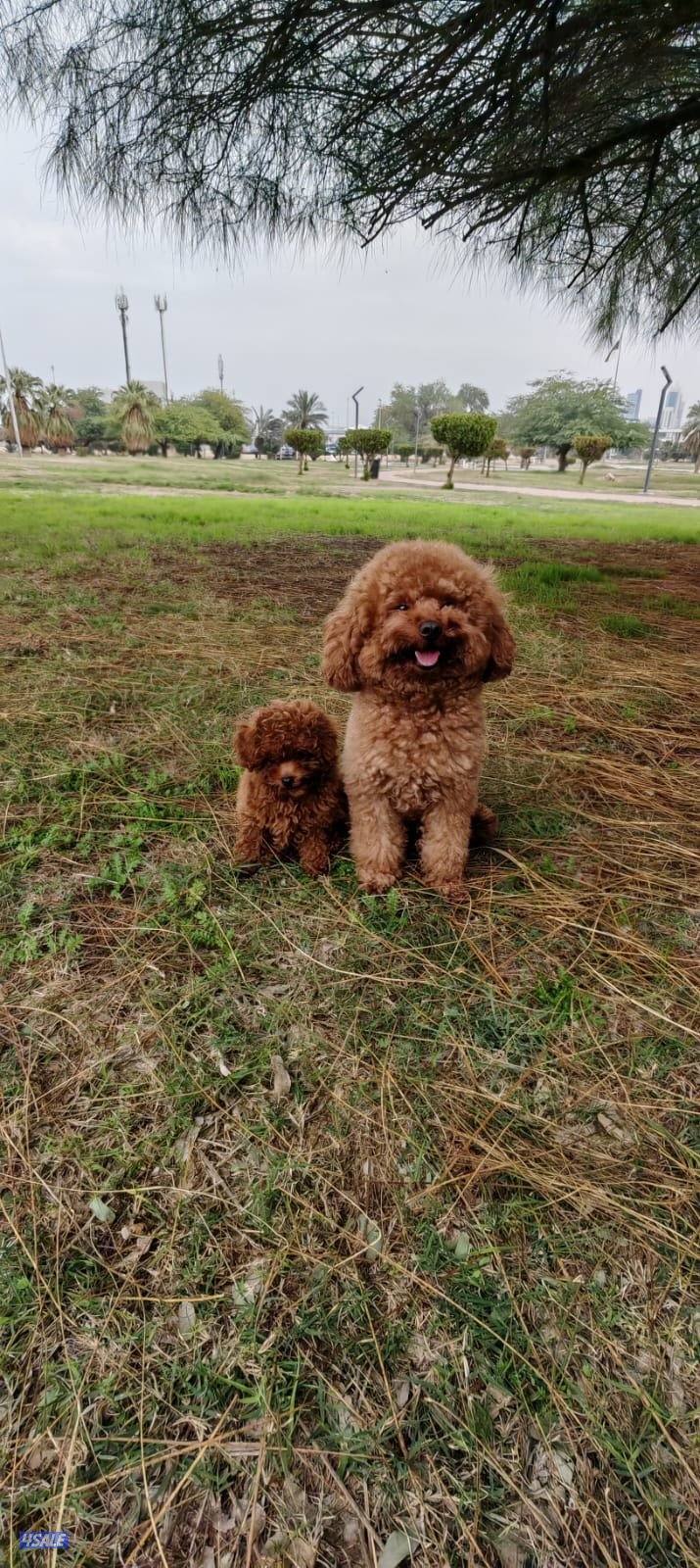 توي بودل نثيه10