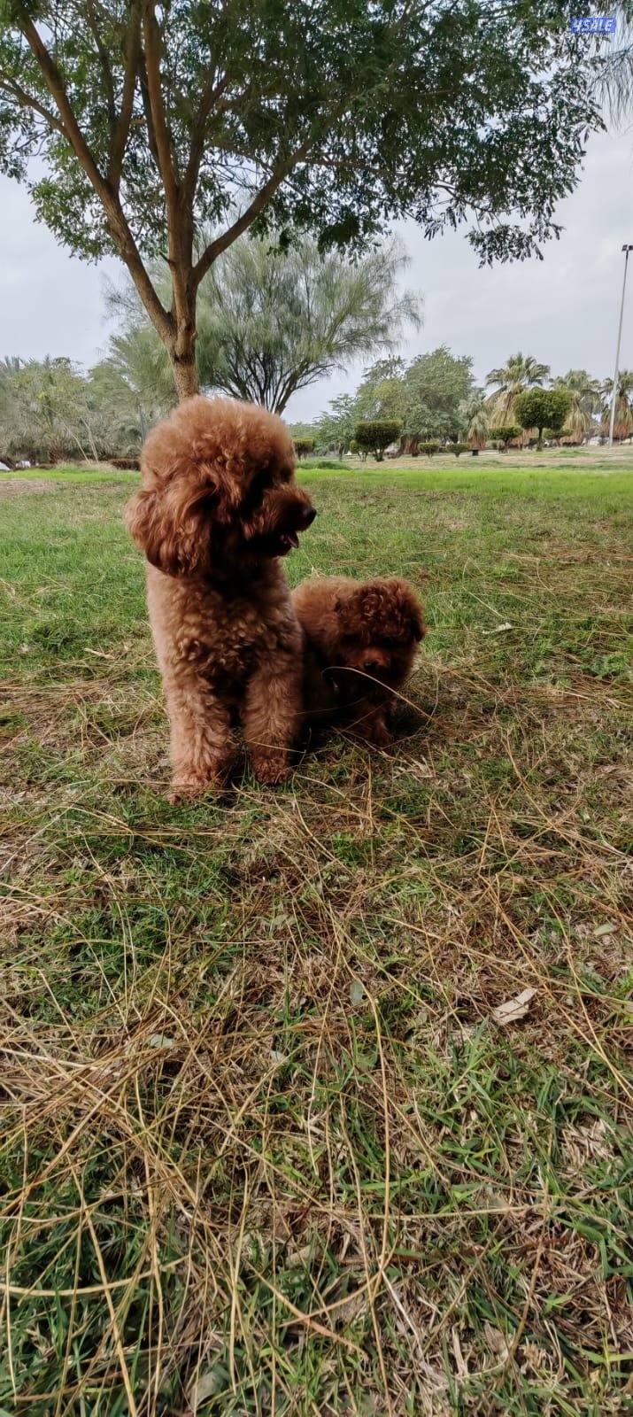 توي بودل نثيه11