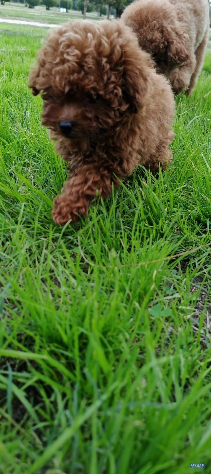 توي بودل نثيه12