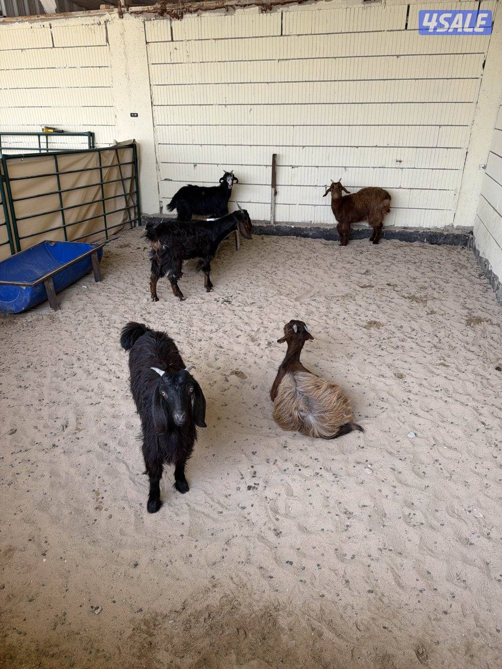 تيوس ثلاجة / مندي2