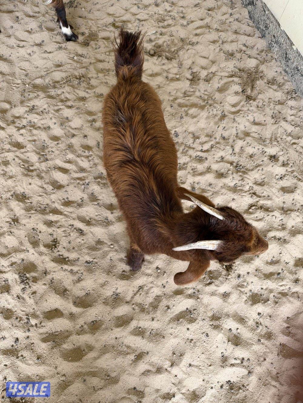 تيوس ثلاجة / مندي3