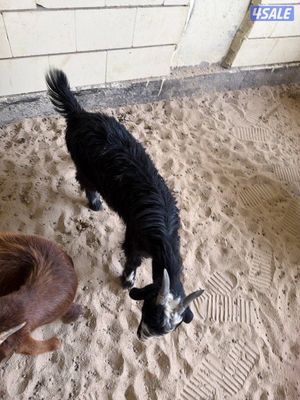 تيوس ثلاجة / مندي4