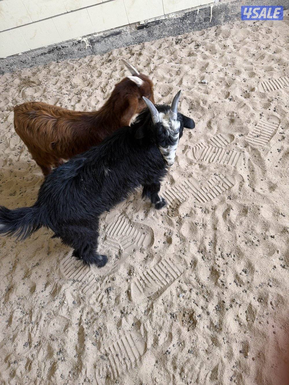 تيوس ثلاجة / مندي5