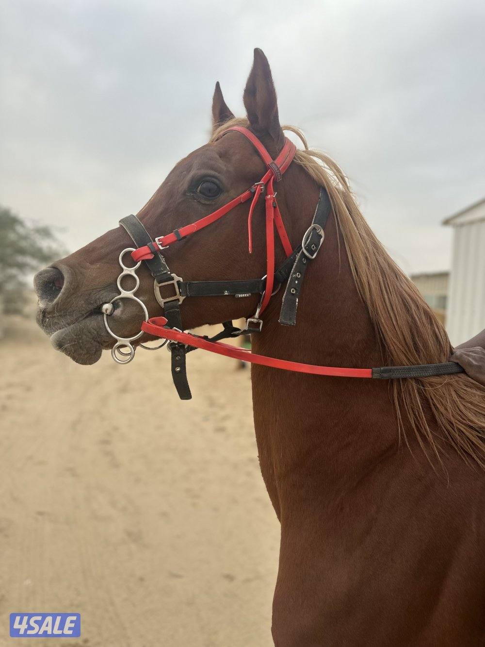 ‏إحصان مصري بيور خياله1