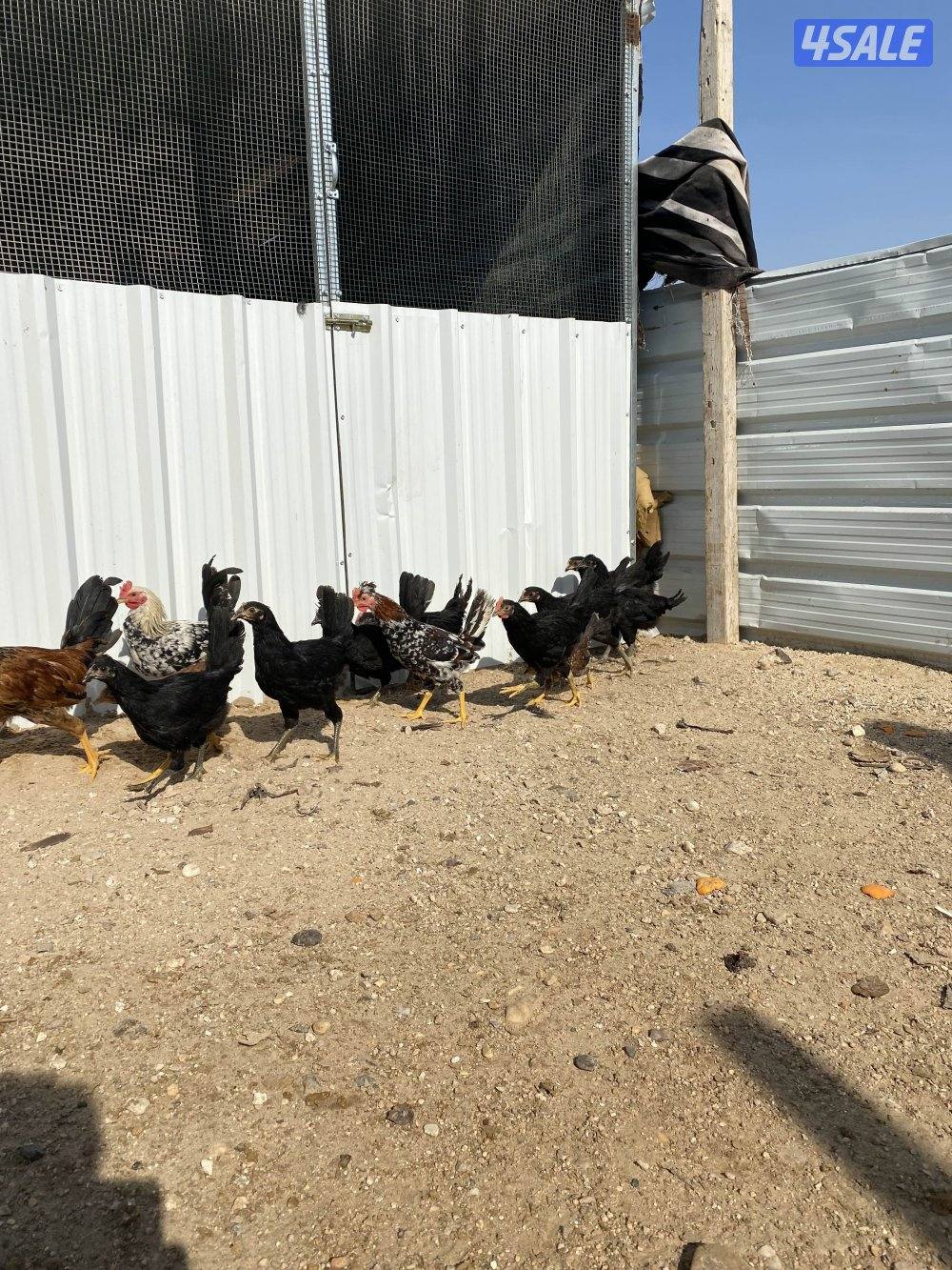 دجاج عربي وعراقي  المطلاع كيلو ٣٣1