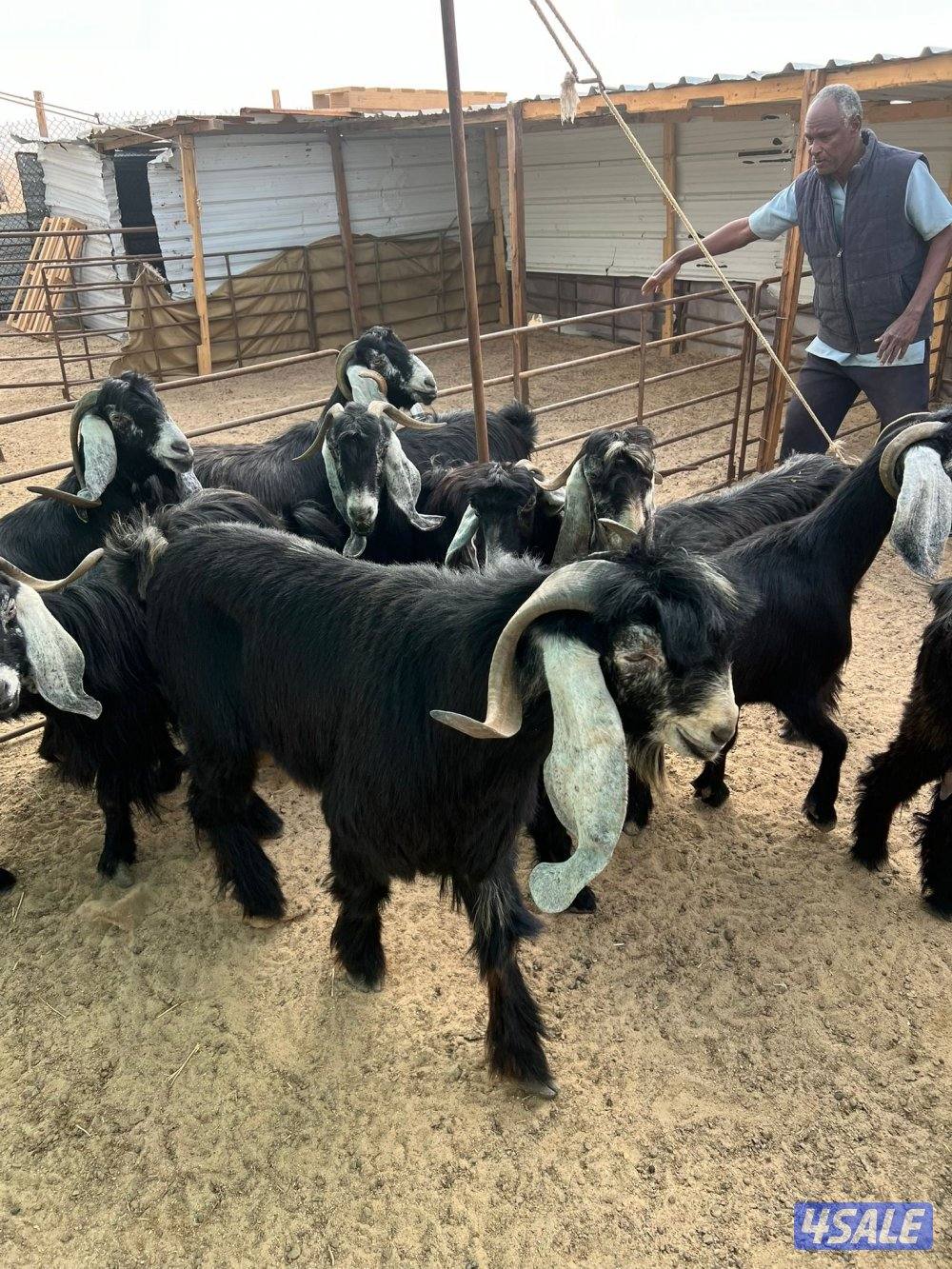 معزا مرسسه العدد 16 راس مع فحول 20