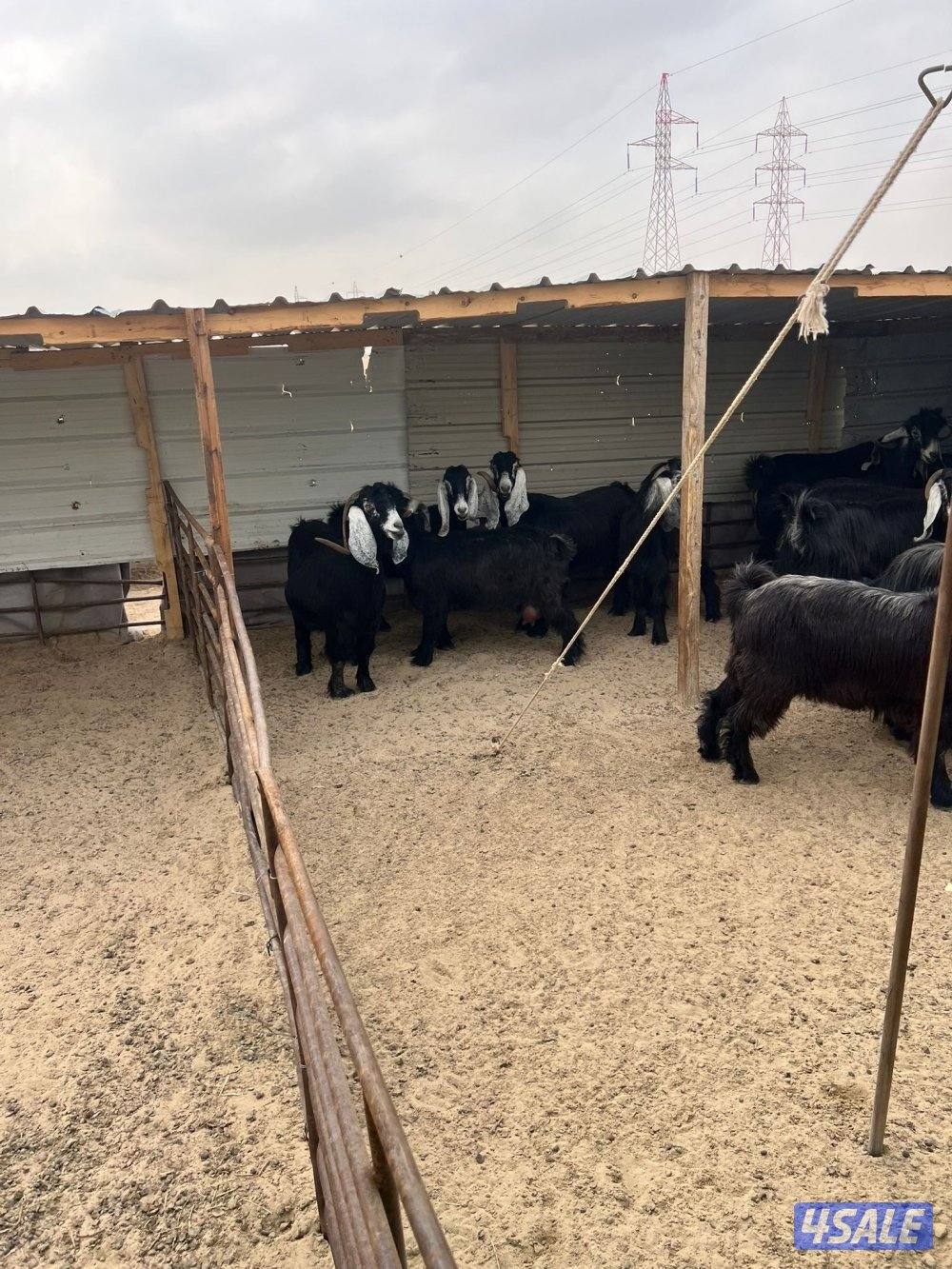 معزا مرسسه العدد 16 راس مع فحول 21