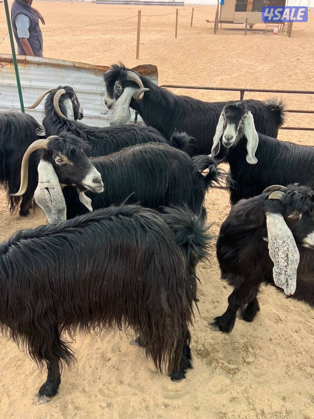 معزا مرسسه العدد 16 راس مع فحول 22