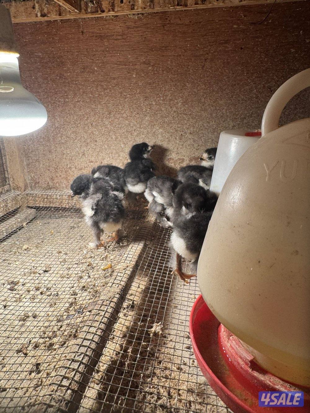 فروخ براهما اهلهم خوارج1