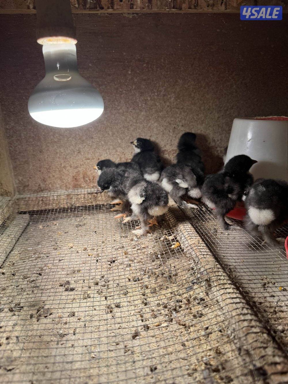 فروخ براهما اهلهم خوارج2