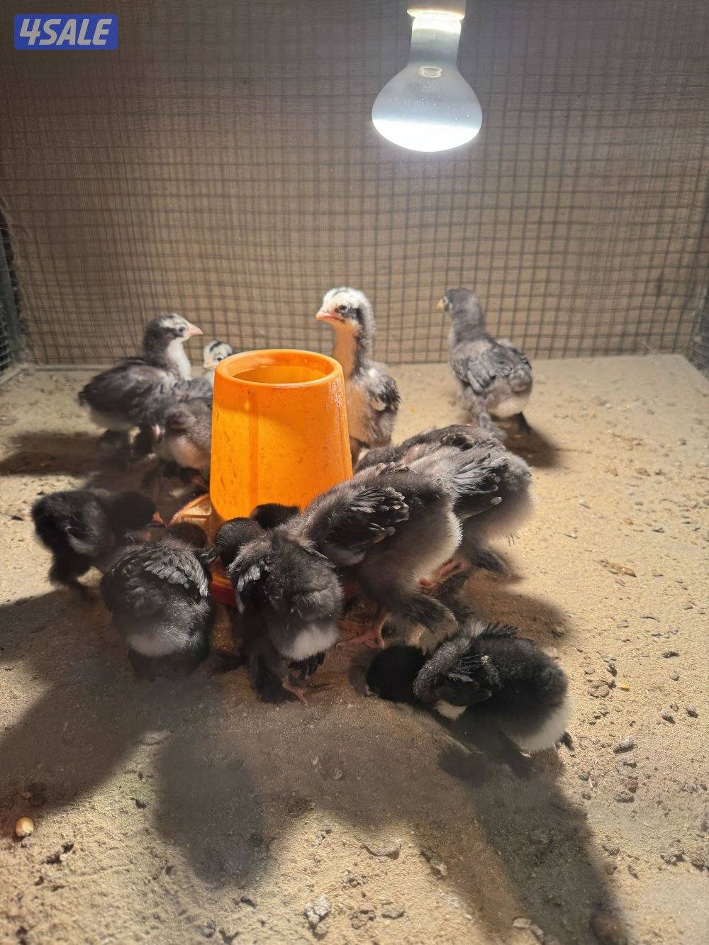 فروخ براهما اهلهم خوارج3