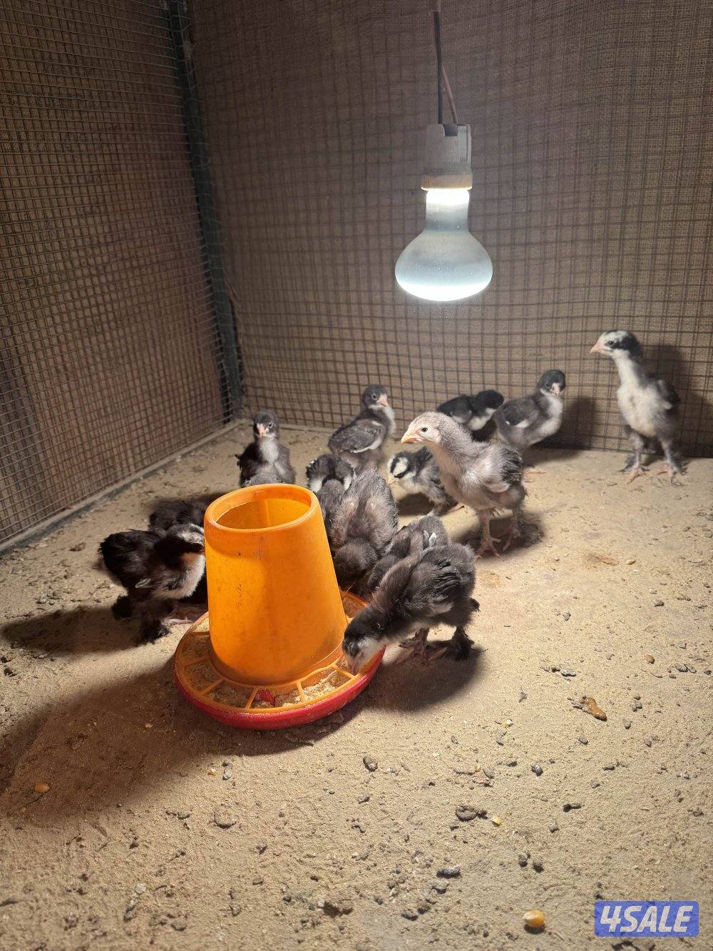 فروخ براهما اهلهم خوارج4