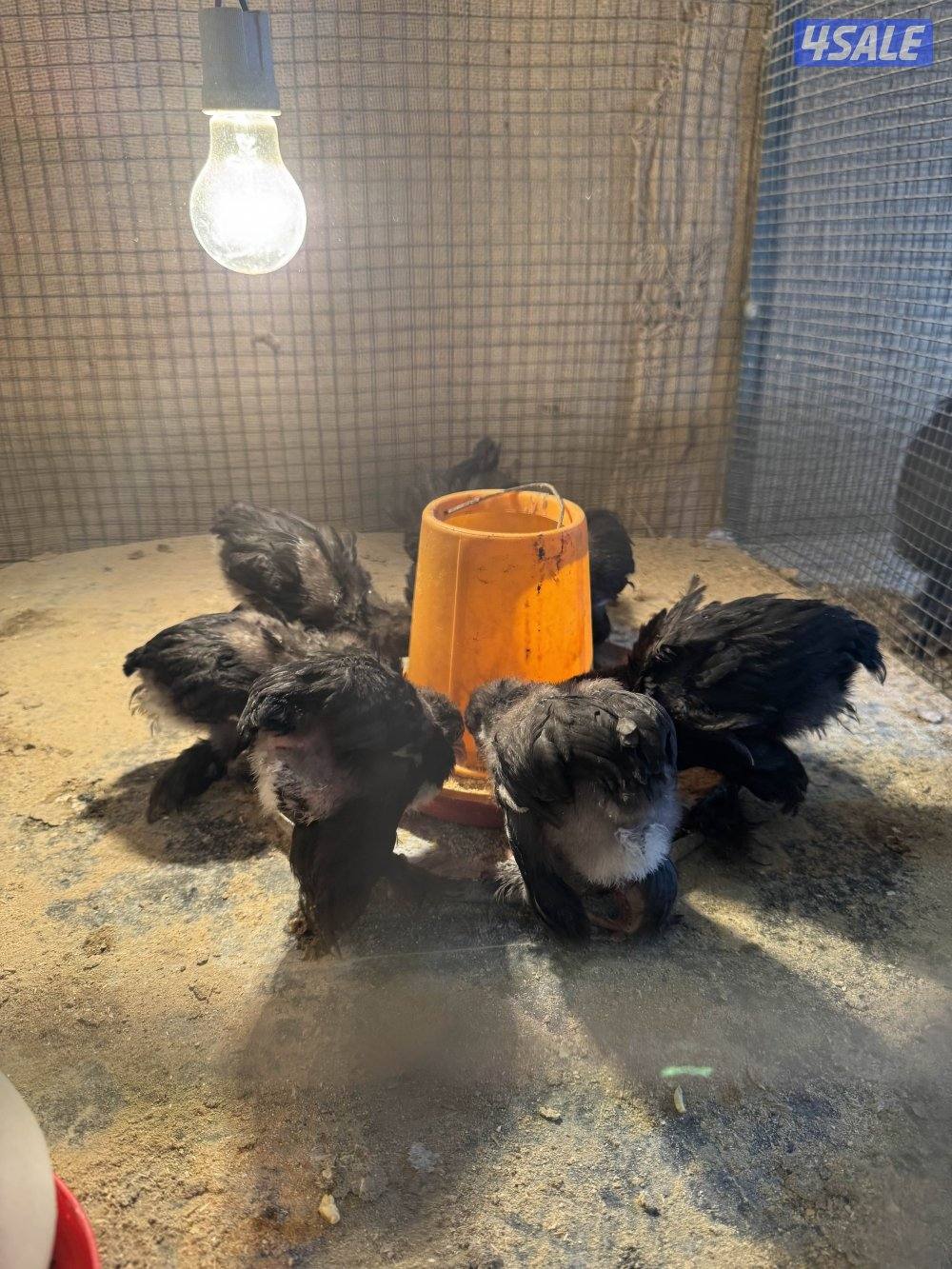 فروخ براهما اهلهم خوارج5