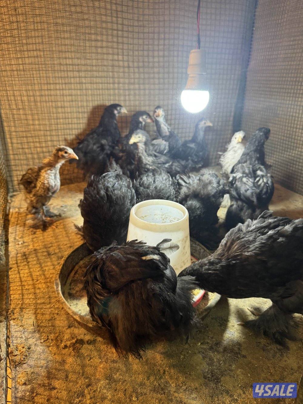 فروخ براهما اهلهم خوارج6