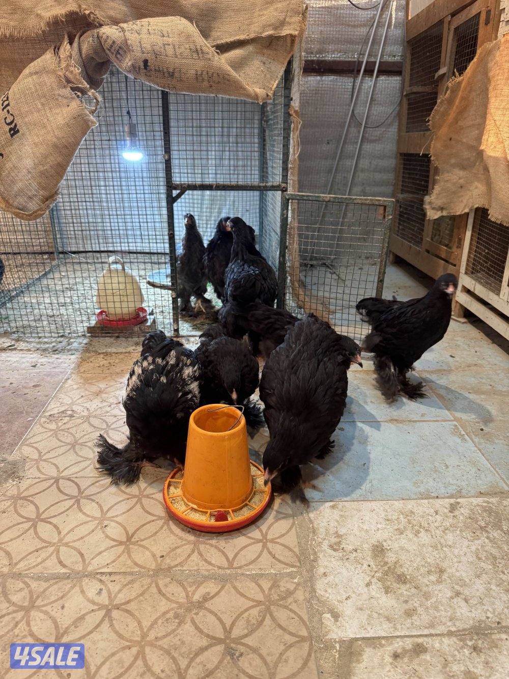 فروخ براهما اهلهم خوارج7