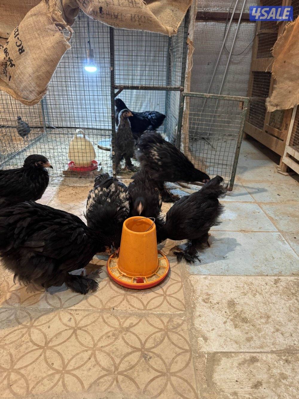 فروخ براهما اهلهم خوارج8