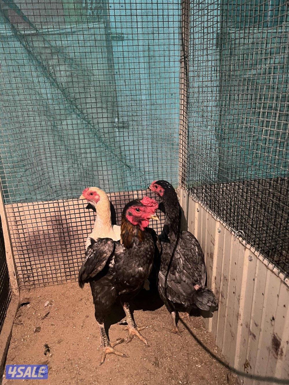 للبيع دجاج فايتر (كوشامو) ديجين وثلاث دجاجات0