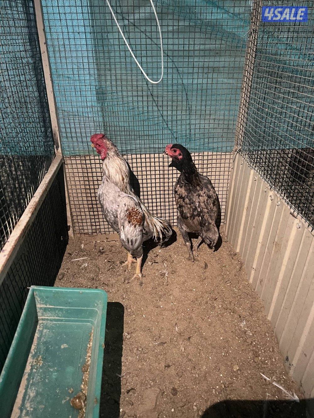 للبيع دجاج فايتر (كوشامو) ديجين وثلاث دجاجات1