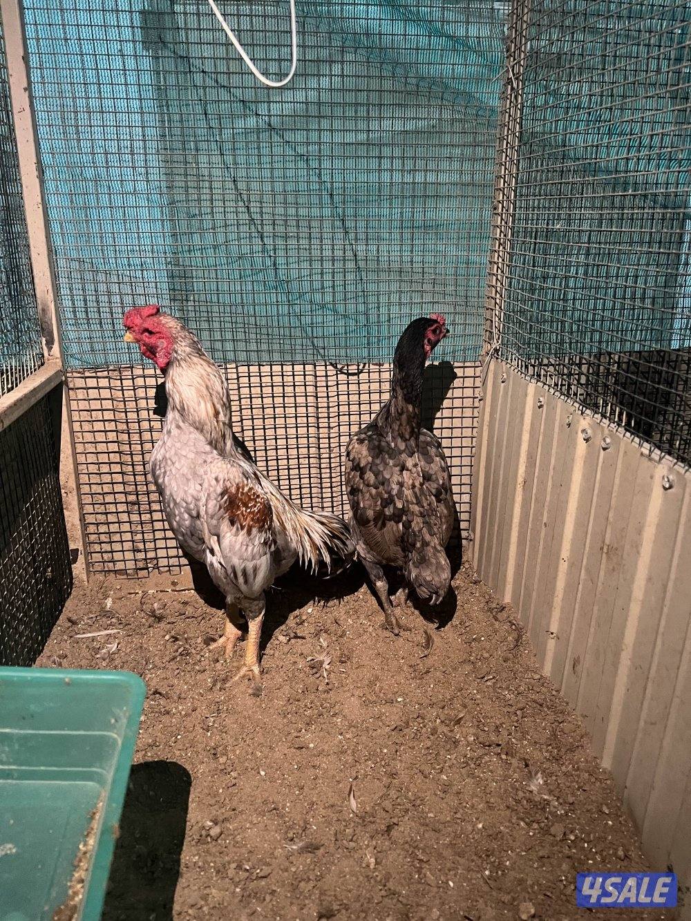 للبيع دجاج فايتر (كوشامو) ديجين وثلاث دجاجات2