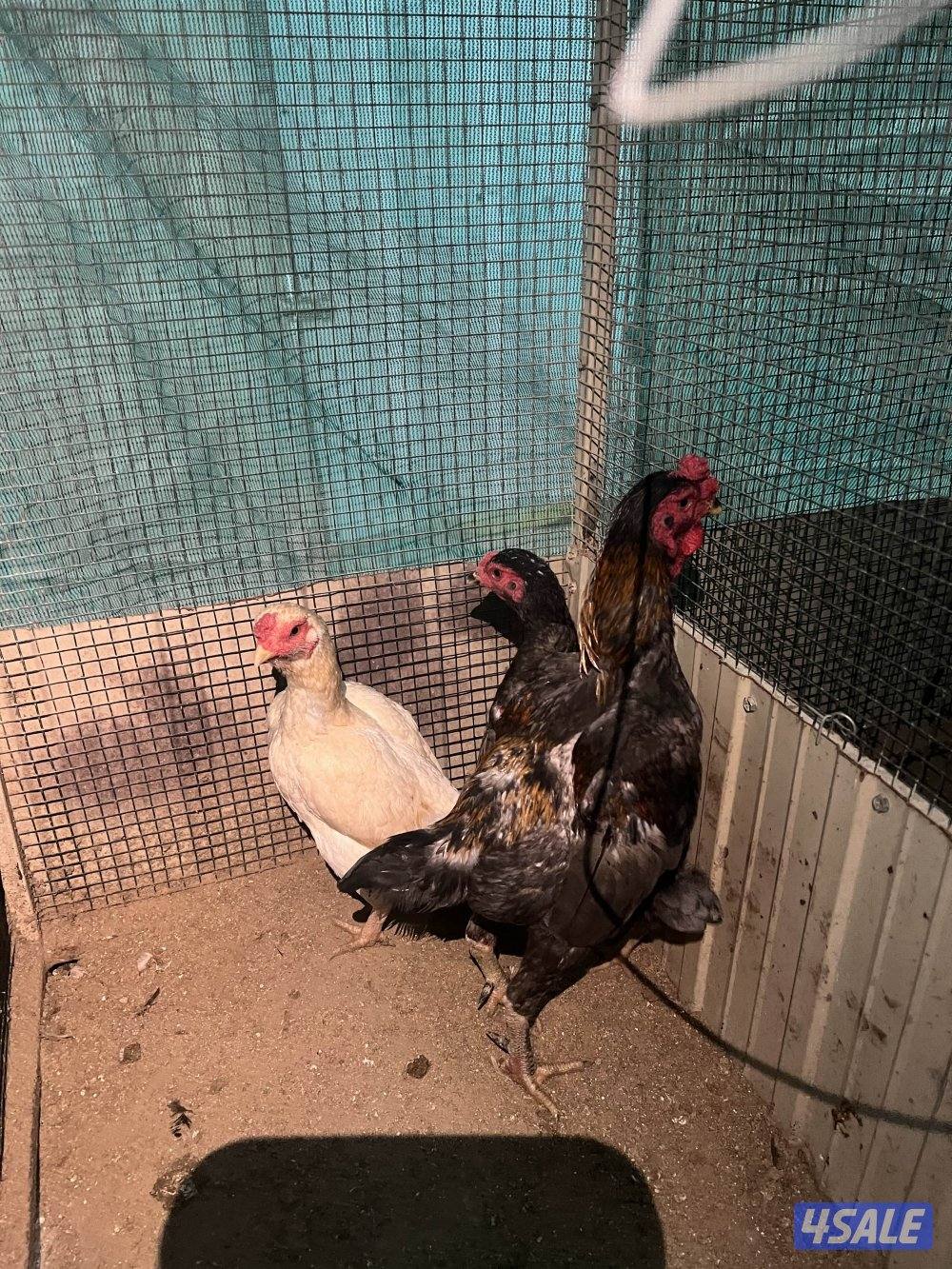 للبيع دجاج فايتر (كوشامو) ديجين وثلاث دجاجات3