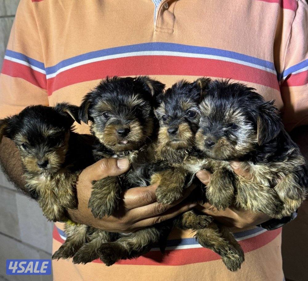 متوفر جراء يورك شاير بعمر شهر ونص تربية منزل تم اعطاء اول تطعيمه2