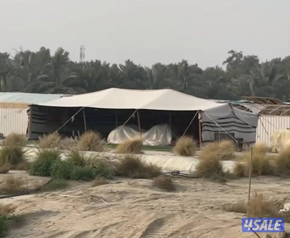 بيت شعر ابيض ٦ في ١١ بحالة ممتازه مع الفراش2