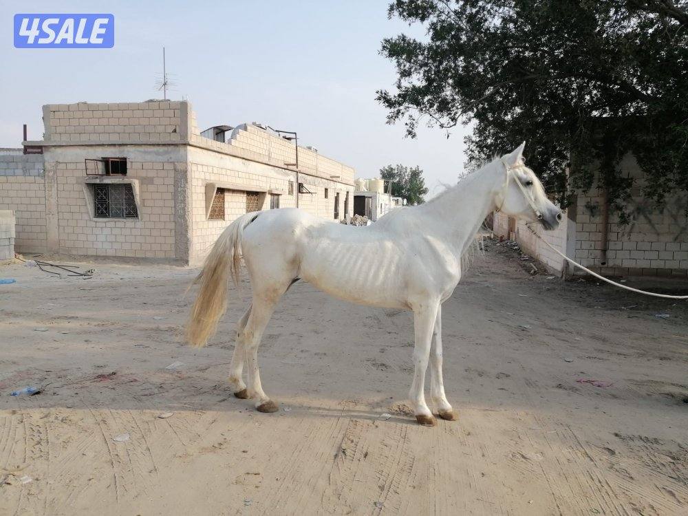 للبيع فرس واهو ( مصرية ) ولادة تصلح للشبوة0