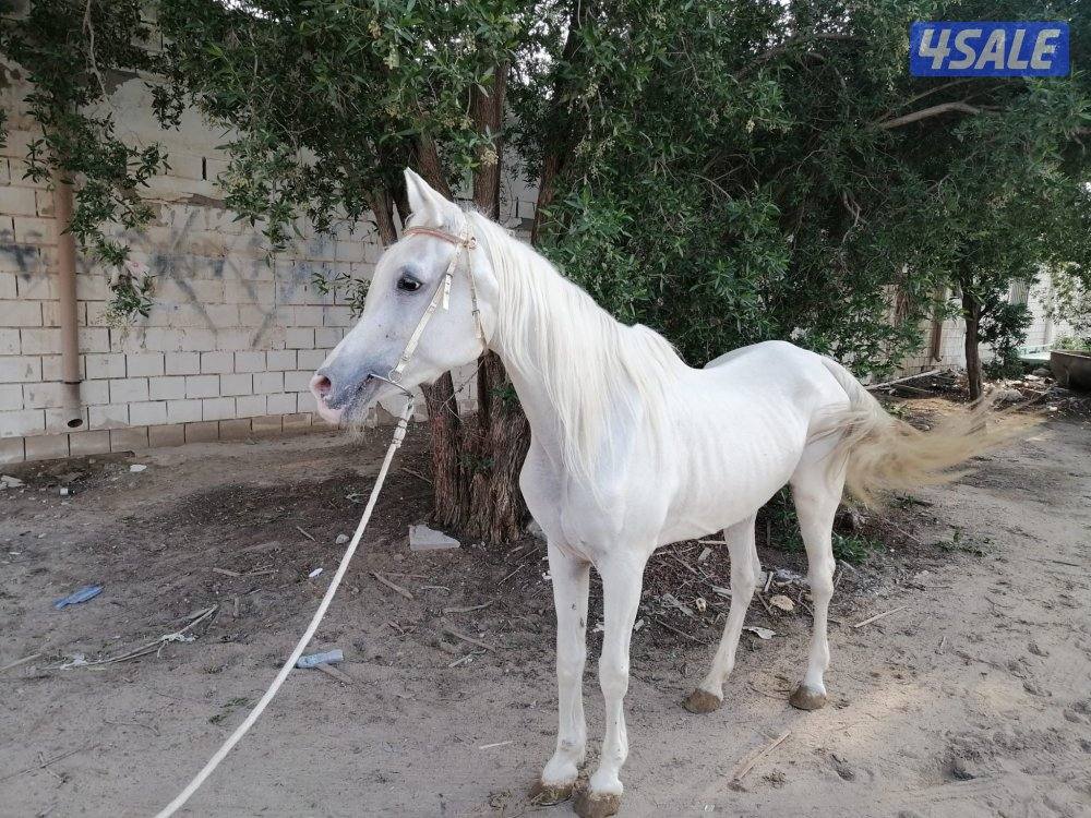 للبيع فرس واهو ( مصرية ) ولادة تصلح للشبوة2