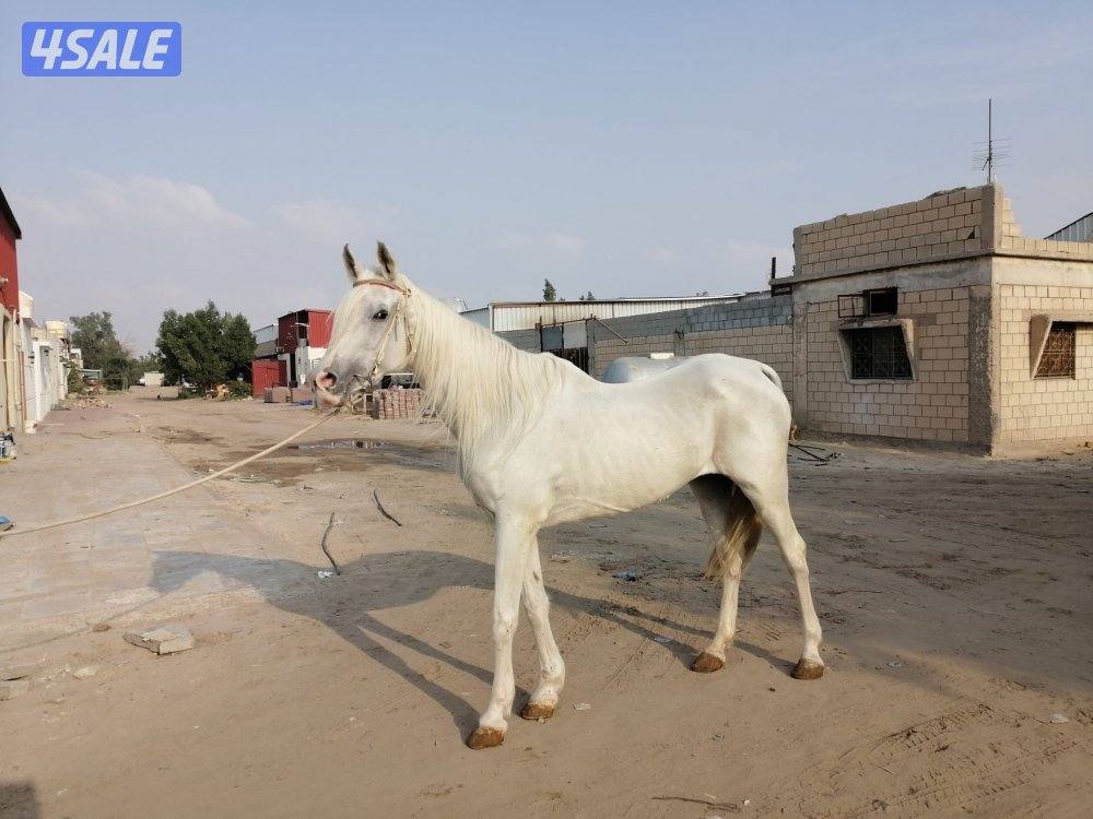 للبيع فرس واهو ( مصرية ) ولادة تصلح للشبوة1