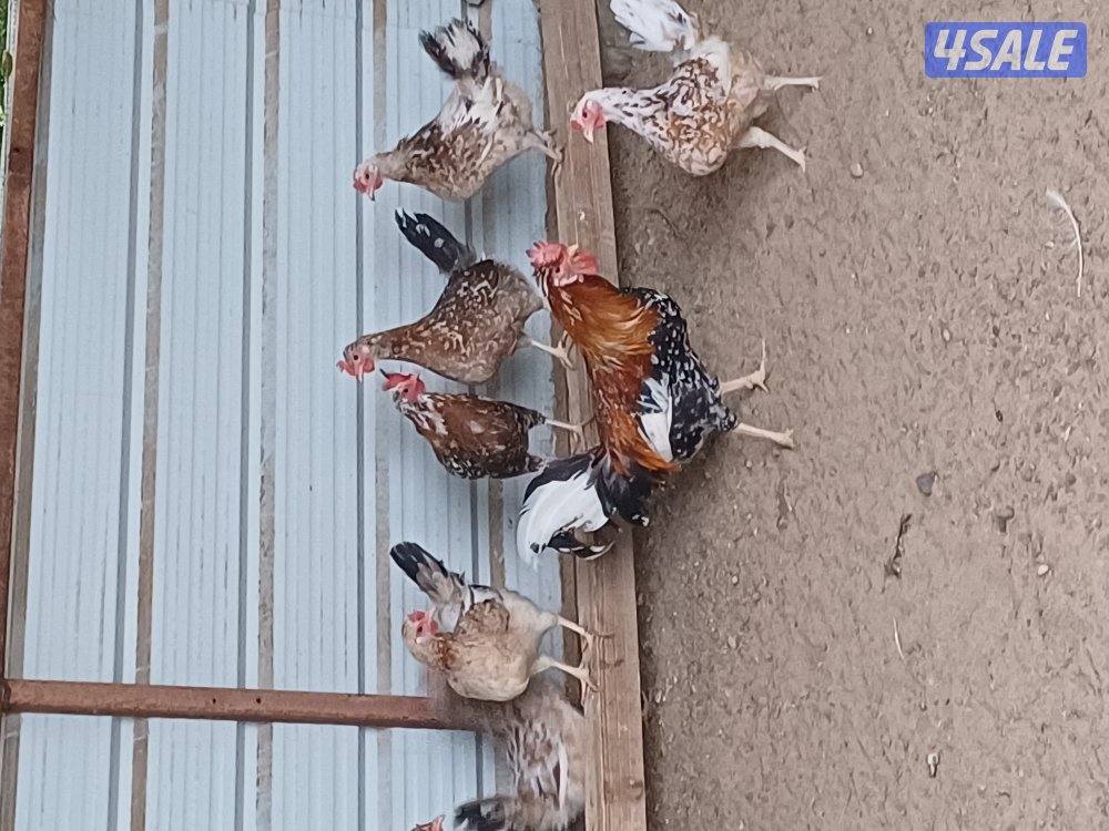 للبيع دجاج عربي وحمام وفروخ دجاج0