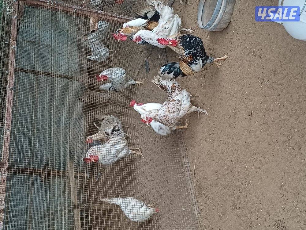 للبيع دجاج عربي وحمام وفروخ دجاج1