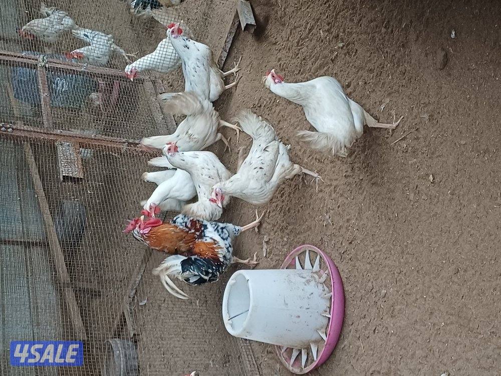 للبيع دجاج عربي وحمام وفروخ دجاج2