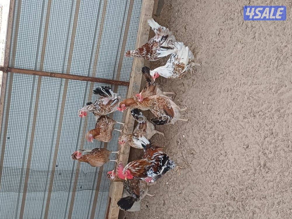 للبيع دجاج عربي وحمام وفروخ دجاج3